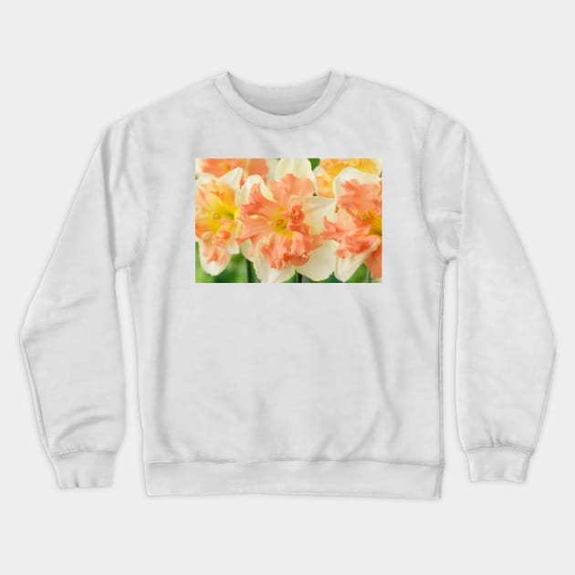 Narcissus  'Vanilla Peach'  Daffodil  Division 11a Split-corona Crewneck Sweatshirt by chrisburrows
